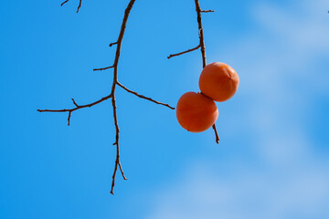Mature red persimmon on the trees under the autumn sky
