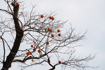 Mature red persimmon on the trees under the autumn sky