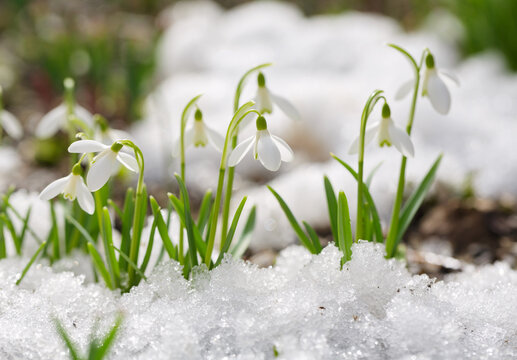 Snowdrop flowers blooming in snow covering. First spring flowers