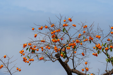 Mature red persimmon on the trees under the autumn sky