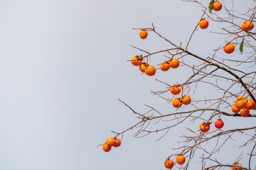 Mature red persimmon on the trees under the autumn sky