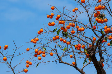 Mature red persimmon on the trees under the autumn sky