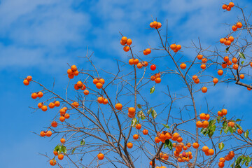 Mature red persimmon on the trees under the autumn sky