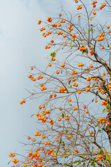 Mature red persimmon on the trees under the autumn sky