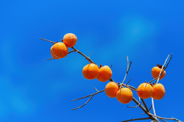 Mature red persimmon on the trees under the autumn sky