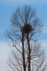 Dry branches in the sky background