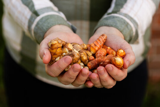 Home grown turmeric plant rhizomes in persons hands
