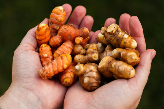 Home grown turmeric plant rhizomes in persons hands