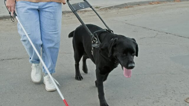 Unrecognisable blind girl with cane crossing road with guide dog while walking on summer day