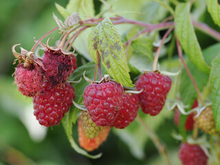 Close-up of organic raspberries growing on a bush