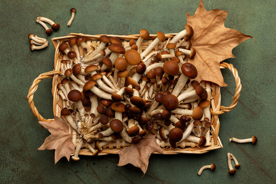 Raw Honey fungus or Chiodino or stamp edible mushrooms in a rettangular basket with autumn leaves.