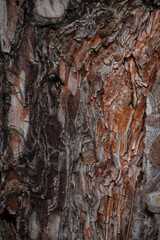  close-up of textured tree bark with natural patterns