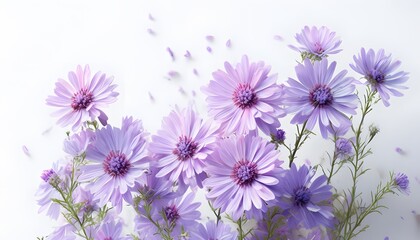 Obraz premium Cluster of Pink and Lavender Asters on White Background