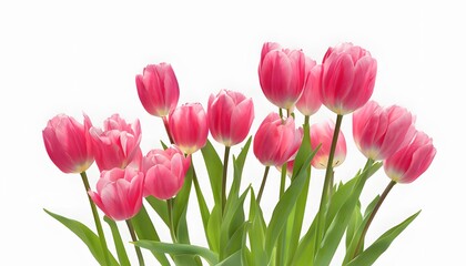Fototapeta premium Cluster of Pink Tulips with Varying Heights on White Background