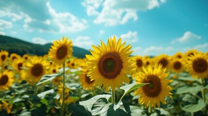 Sunflowers Field