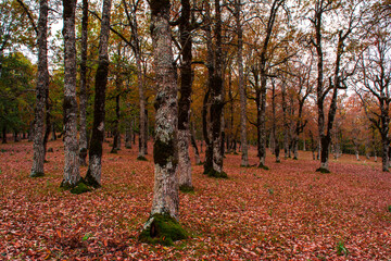 Autumn forest road leaves fall in ground landscape on autumnal background in November, Atmospheric autumn forest in fog. Yellow and orange leaves on trees in mountain forest in North Africa, Algeria.