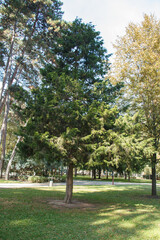 small pine tree in a park with green foliage