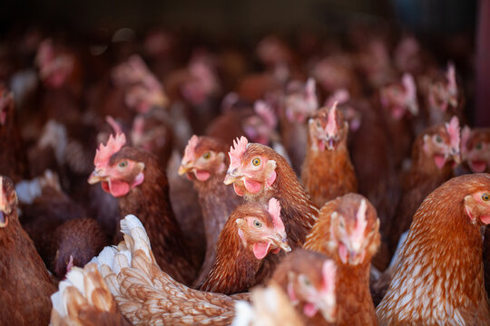 A flock of Lohman Hyline layer hen looking at the camera. Brown layer hens with horizontal view.