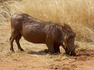 Warthog family