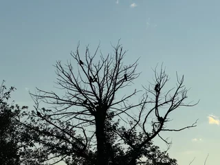 Crows on branches on tree top on autumn day with sky in background