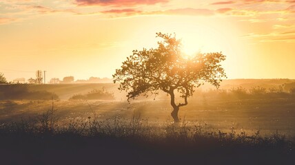 A lone tree silhouetted against a warm, hazy sunset in a rural field