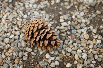 Brown pine cone on the pebbles.
