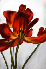 red and yellow tulip