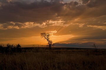 Silhouette of a lone tree against a dramatic sunset sky with sun rays breaking through the clouds