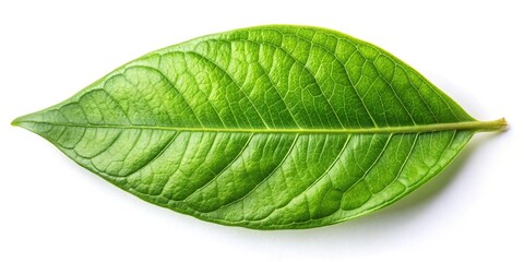 Aerial gymnema inodorum leaf isolated on white background tropical herb
