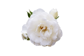 Buds and flower of white Terry rose. isolate, white background