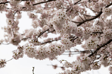 cherry blossom flowers in spring
