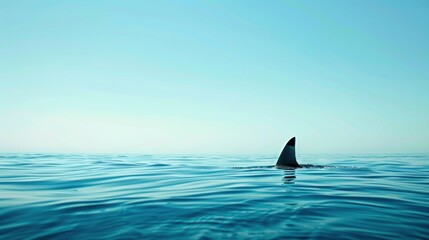 Fototapeta premium Shark Fin in the Ocean