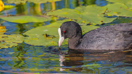 Eurasian coot - Fulica atra