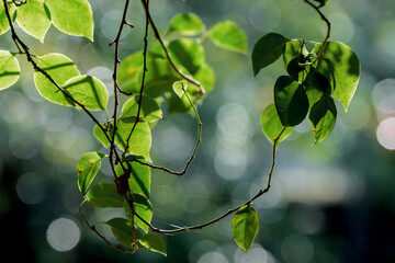 beautiful leaves on a branch with sun light
