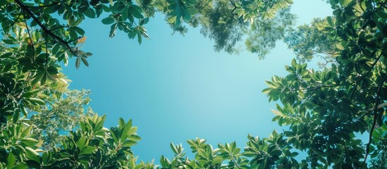 View from below showing a clear blue sky contrasted against lush green trees with abundant copy space image