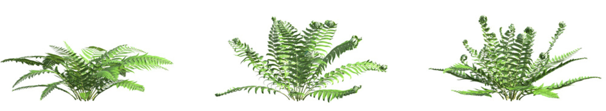 Set of Polystichum Setiferum (the soft shield fern) frontal isolated png on a transparent background perfectly cutout high resolution