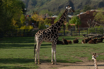 A stunning giraffe stands tall amidst a vibrant green landscape, showcasing its unique and striking beauty