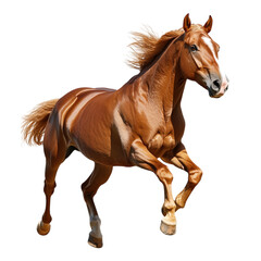 Obraz premium Running Horse on transparent background