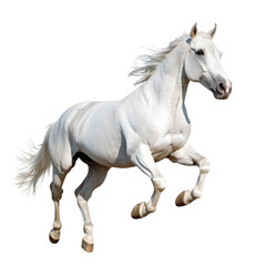 Obraz premium Running Horse on transparent background