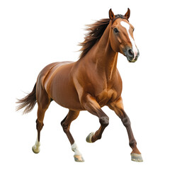 Obraz premium Running Horse on transparent background