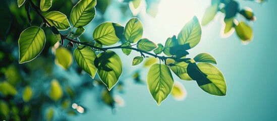 Selective focus on green leaves against a clear sky backdrop in the copy space image