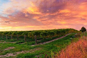 Fototapeta premium Colorful sky over vineyard for wine production in farmland at New Zealand
