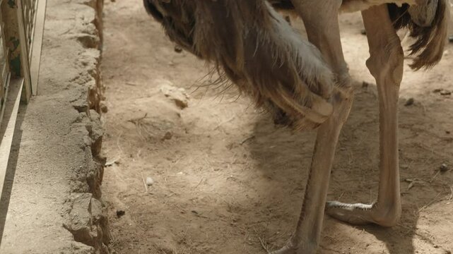A close-up side view of an ostrich body, highlighting its feathers and bald patches on the lower back. The ostrich is standing in an outdoor enclosure, with its feathers showing signs of wear and groo