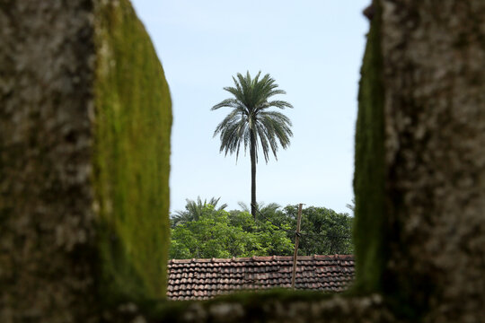 A scenic view framed by a small, moss-covered opening, revealing a distant palm tree against the clear blue sky, with lush greenery and a rustic rooftop in the foreground.

