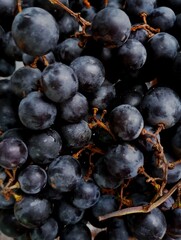 Grapes close up. Grapes on a vine.