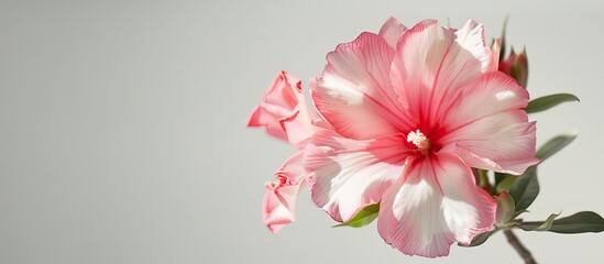 Fototapeta premium Adenium arabicum a stunning pink flower on a white backdrop highlighting negative space for a copy space image concept