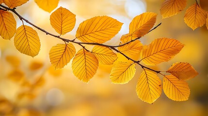 Obraz premium Golden Autumn Leaves on Tree Branches Close-Up