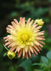 Beautiful yellow, orange cactus dahlia "Cabana Banana" flower with raindrops in morning light on nature blurred background. Gardening concept. Selective soft focus.	