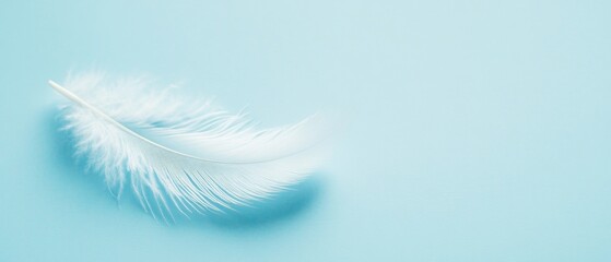 Obraz premium A feather is on a blue background