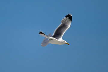 Mittelmeermöwe // Yellow-legged gull (Larus michahellis) - Griechenland